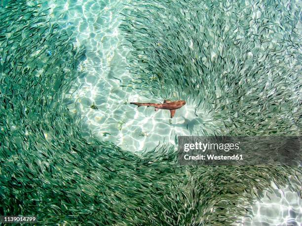 maledives, indian ocean, baby black tipped reef shark (carcharhinus melanopterus) amongst shoal of fish - school of fish stock pictures, royalty-free photos & images