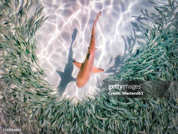 maledives, indian ocean, baby black tipped reef shark (carcharhinus melanopterus) amongst shoal of fish - blacktip reef shark stock pictures, royalty-free photos & images