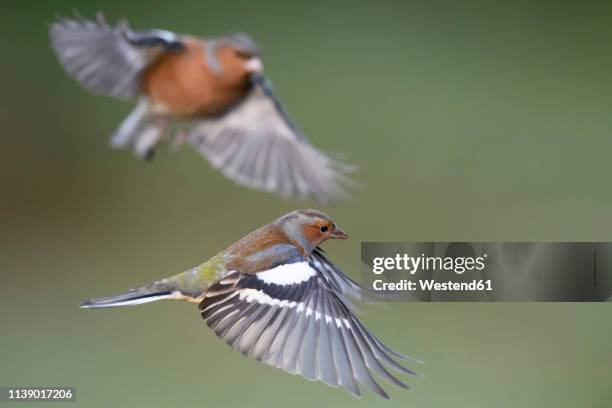 flying chaffinchs - klapwieken stockfoto's en -beelden