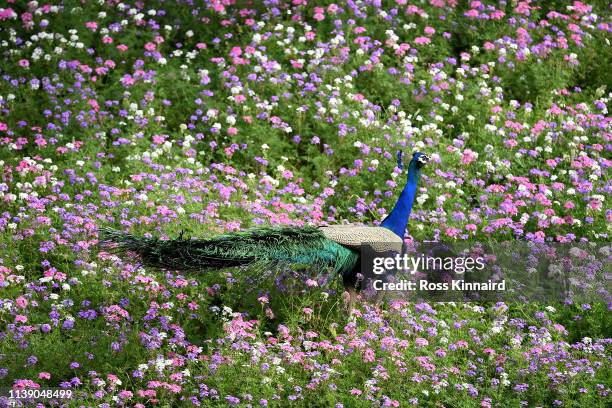 Peacock is seen during round two of the Hero Indian Open at the DLF Golf & Country Club on March 29, 2019 in New Delhi, India.