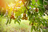Santol fruit on the tree in the garden tropical fruit