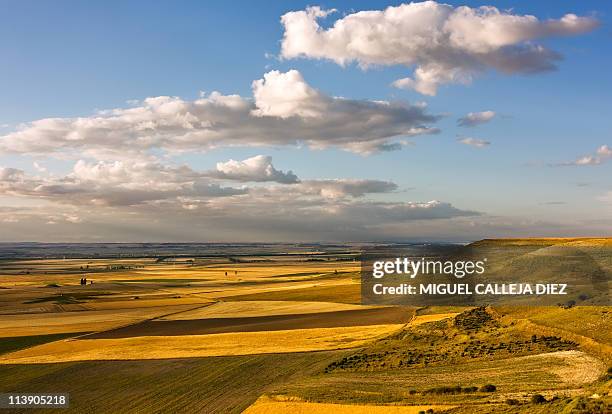 wheat fields in summer - la mancha 個照片及圖片檔