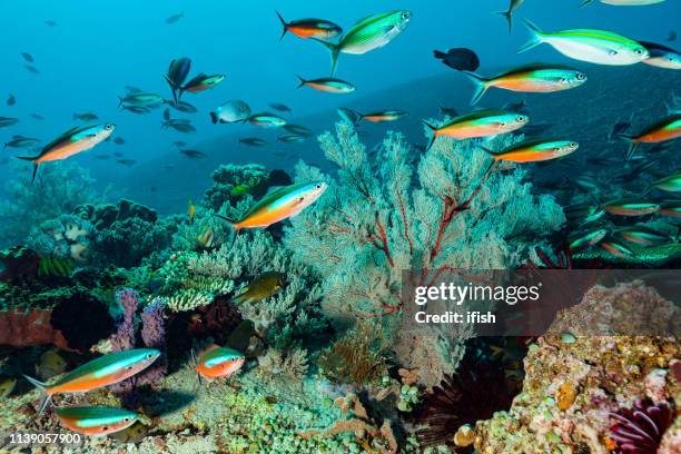 arrecife de coral con fuerte corriente pero impresionante biodiversidad, isla de komodo, indonesia - komodo fotografías e imágenes de stock