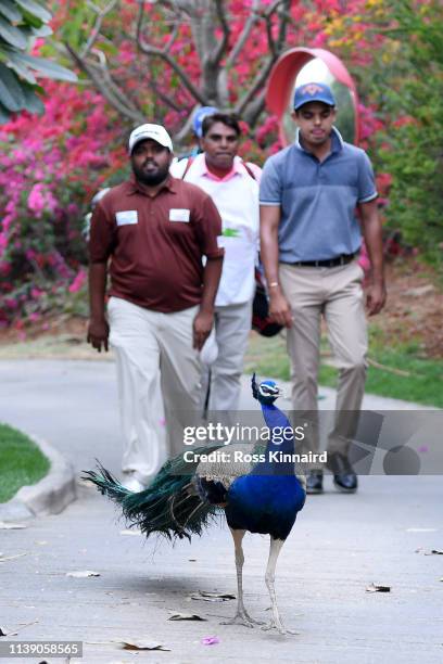 Peacock walks along the path during round two of the Hero Indian Open at the DLF Golf & Country Club on March 29, 2019 in New Delhi, India.