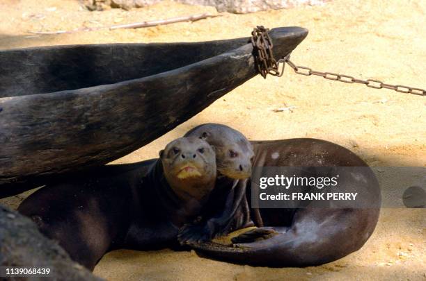 Un couple de loutres géantes d'Amazonie, Diego et Yucuna, s'enlace, le 06 août 2007, sur une île du zoo de Doué-la-Fontaine spécialement aménagée en...