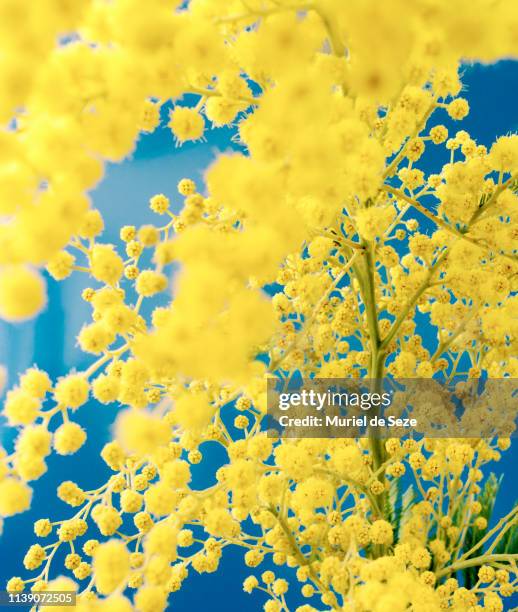 mimosa flowers - mimosa stock pictures, royalty-free photos & images