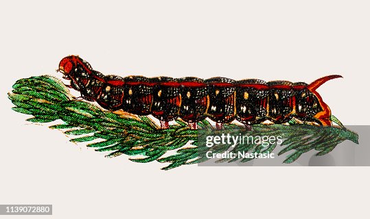 大象鷹蛾 (Deilephila) 毛毛蟲 大象鷹蛾 (Deilephila) 毛毛蟲