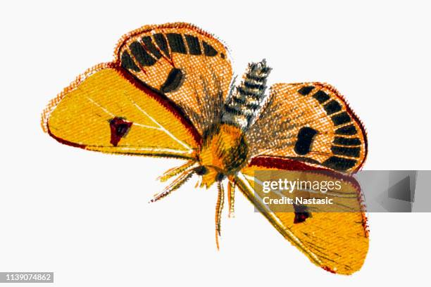 bildbanksillustrationer, clip art samt tecknat material och ikoner med grumlad buff (diacrisia sannio) är en fjäril i familjen nattfjärilar. - hawk moth