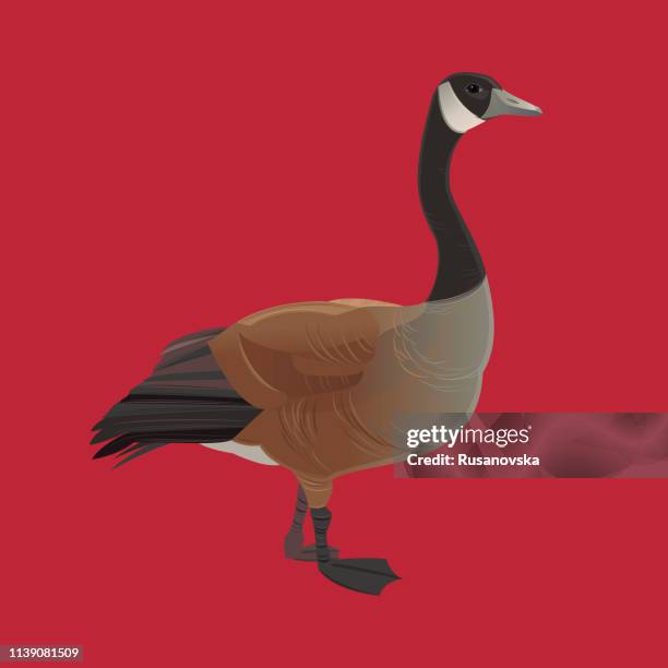 canada goose - canada goose stock illustrations