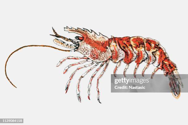 2 873点のえびイラスト素材 Getty Images 2 873点のえびイラスト素材 Getty Images