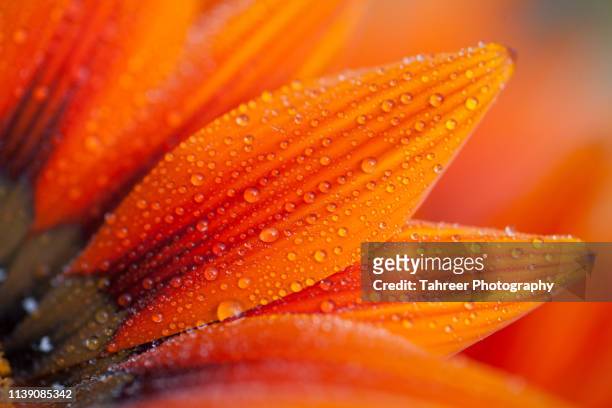 flower with dew drops - beauty in nature stock pictures, royalty-free photos & images