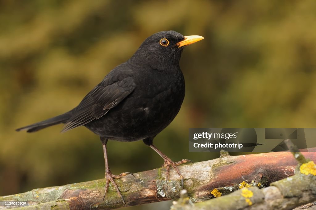 Eurasian Blackbird - Turdus merula species of true thrush. It breeds in Europe, Asia, and North Africa, and has been introduced to Australia and New Zealand