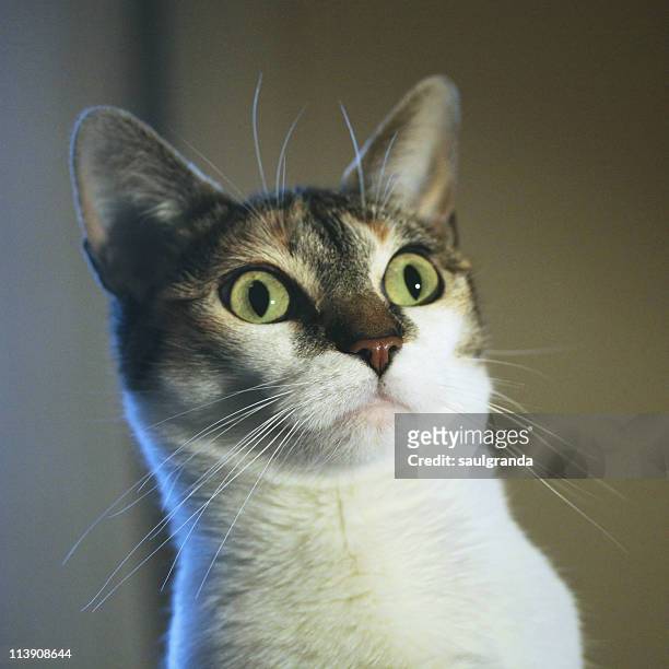surprised cat - soltanto un animale foto e immagini stock