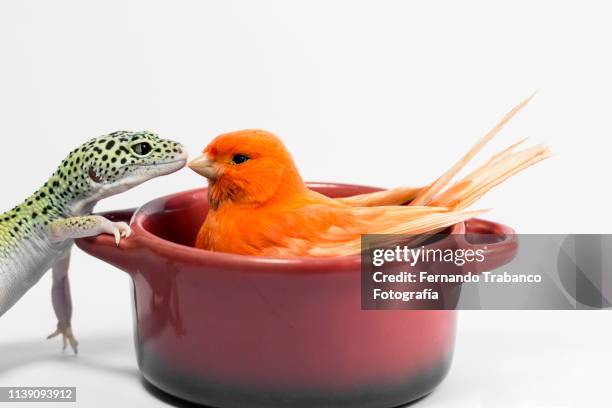 two strange friends: reptile and bird - incubating stock pictures, royalty-free photos & images
