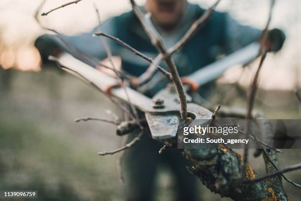 senior man snoeien fruitbomen in het voorjaar - clippers stockfoto's en -beelden