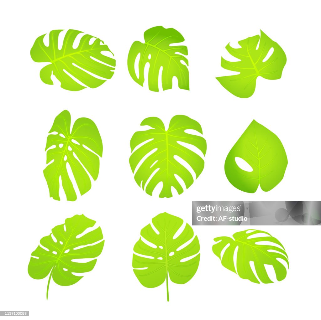 Monstera Leafs - Collection