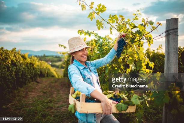 mujer cosechando las uvas - wine maker fotografías e imágenes de stock