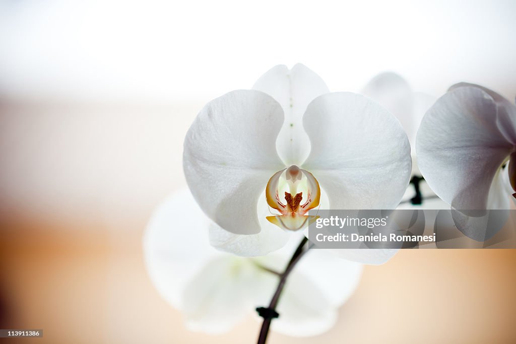 White orchid