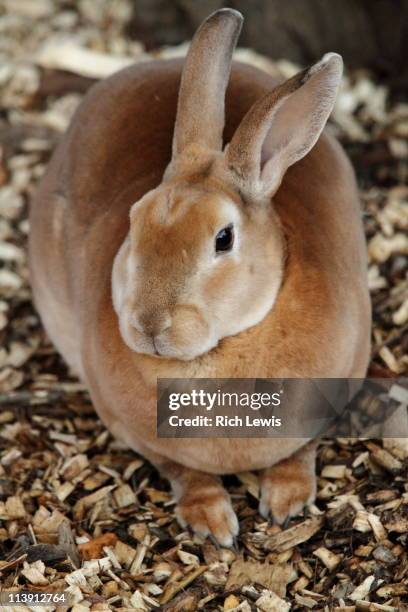 Lewis Rabbit 161 Bunny Lewis Stock Photos, High-Res Pictures, and Images - Getty Images