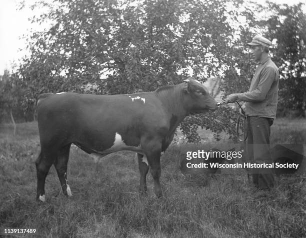 Otto Hoefs holding a short rope attached to the nose ring of a young pure-bred short-horned bull, Wisconsin, July 1903.