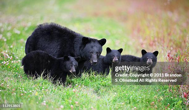 black bear family - vier dieren stockfoto's en -beelden