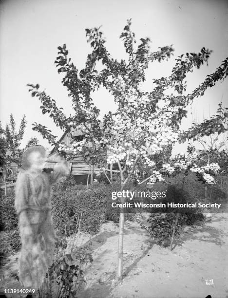 Man poses with his four-year-old Lombard blue plum tree in his fruit orchard in Sawyer, near Door County, Wisconsin, August 1895. The image of the...