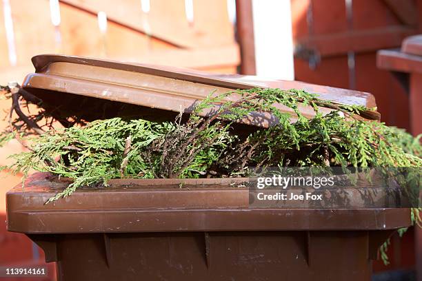 leylandii hedge cuttings in recycling bin - leylandii stock pictures, royalty-free photos & images