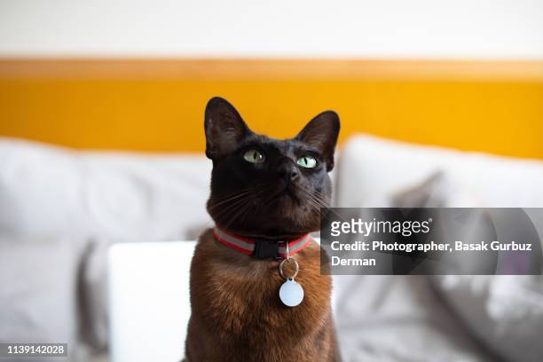 a brown cat with a collar and nameplate, sitting on bed - collar stock-fotos und bilder