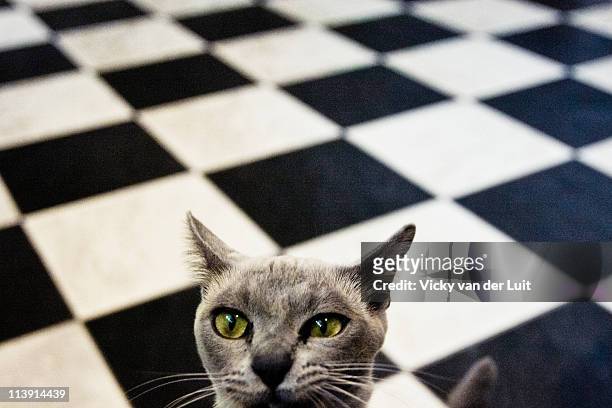 burmese kitten on chequerboard floor - burmese cat stock-fotos und bilder