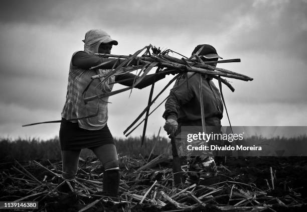 brazil - workers - agriculture - sugar cane - divaldo moreira imagens e fotografias de stock