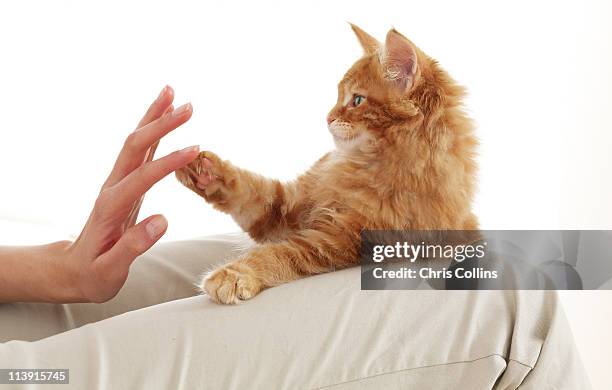 kitten touching hand - cat hand stock-fotos und bilder