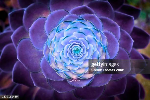 succulant plant - nature symmetry stock pictures, royalty-free photos & images