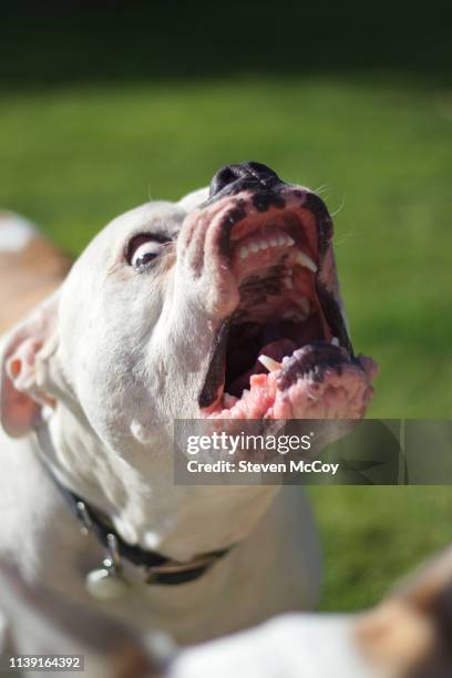 688 photos et images de American Bulldog - Getty Images