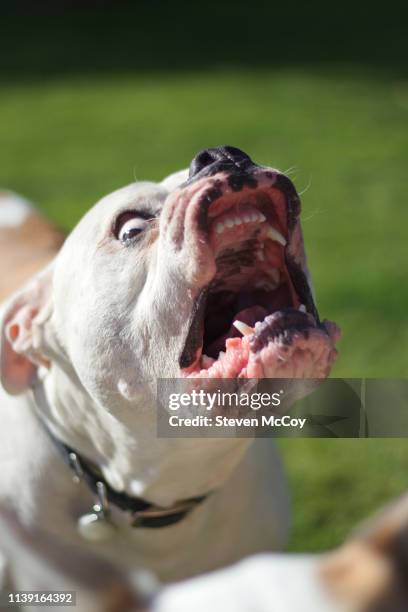 american bulldog barking. - pit bull stockfoto's en -beelden