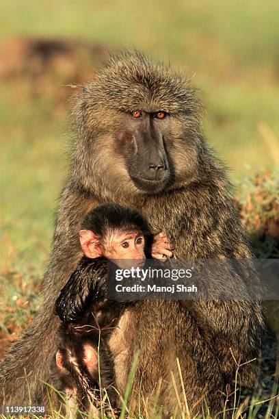 baboon baby and mother - baboons stock pictures, royalty-free photos & images