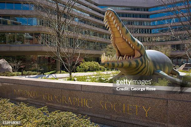 Replica of a prehistoric alligator greets visitors to the National Geographic Society offices on April 6, 2011. Millions of tourists flock to the...