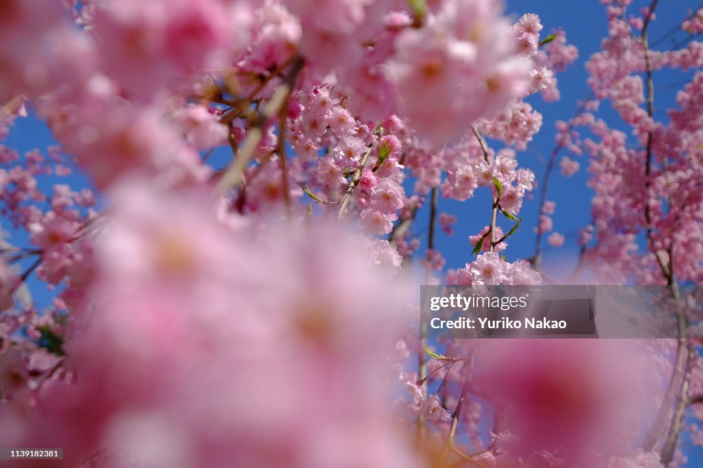 Cherry Blossom In Hirosaki