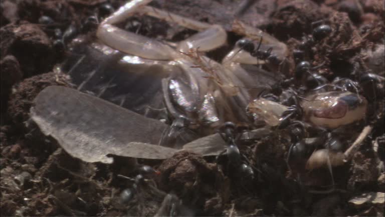 Insect Exploded Corpse Bull Ants Videos and HD Footage - Getty Images