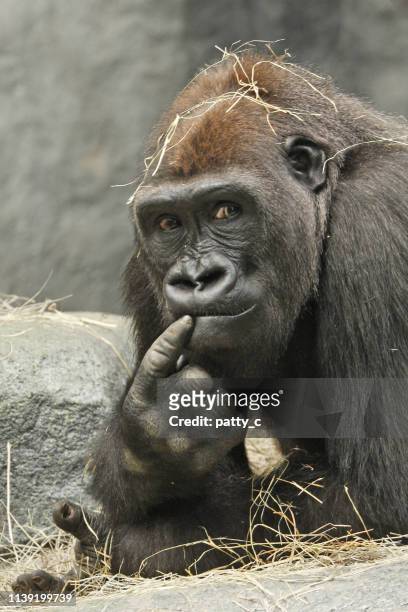 the thinker - gorilla stock pictures, royalty-free photos & images