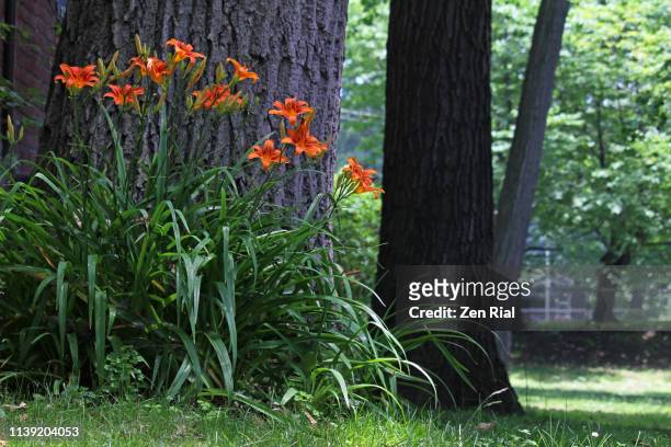 blooming orange colored daylilies next to a large tree - taglilie stock-fotos und bilder