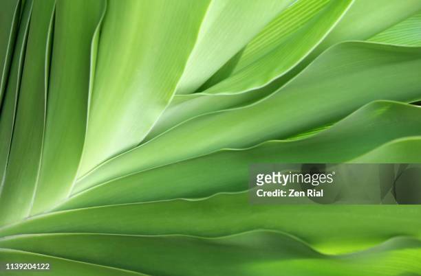 close up of a tropical leaves showing leaf edges and fanned out patterns - feuille verte photos et images de collection