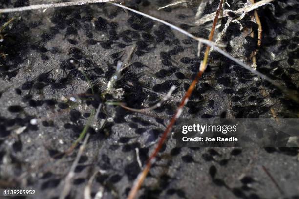 Poisonous cane toad tadpoles, also known as bufos, are seen in a lake on March 29, 2019 in West Palm Beach, Florida. The highly toxic species of...