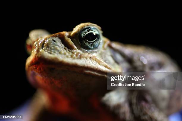 Jeannine Tilford, of Toad Busters, a toad removal company based in South Florida, holds a poisonous cane toad, also known as bufos, that she caught...