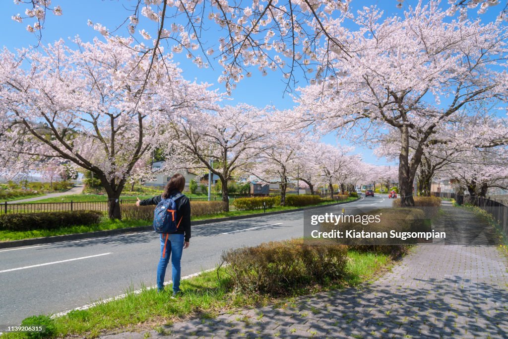 Hiraizumi sakura romantic road