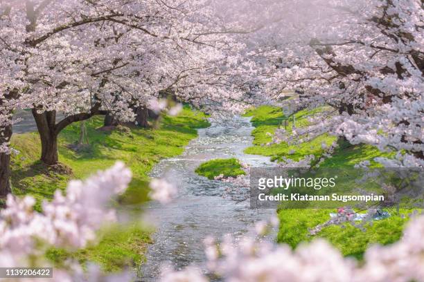 kannonji river sakura trees - fukushima city stock-fotos und bilder