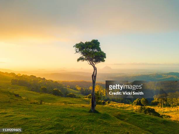 vibrant colored sunrise with tree featured - gold coast australia stock pictures, royalty-free photos & images