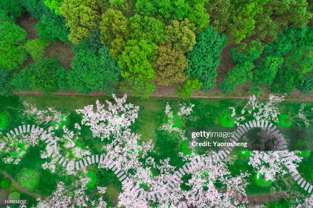 Aerial top view Cherry blossom sakura Flower With Beautiful Nature Background