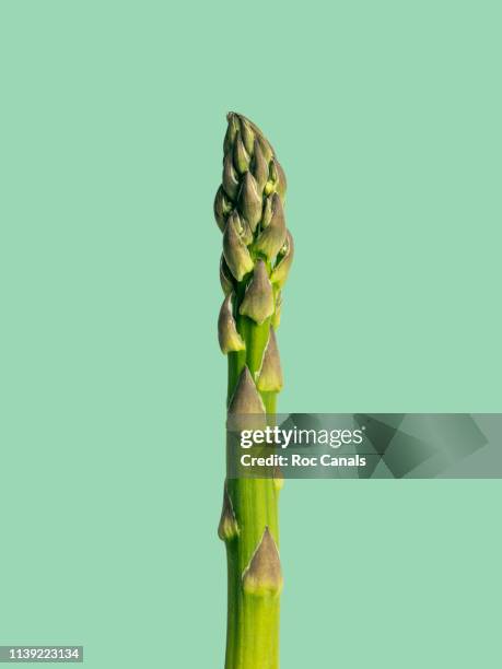 asparagus - asparagus stock pictures, royalty-free photos & images