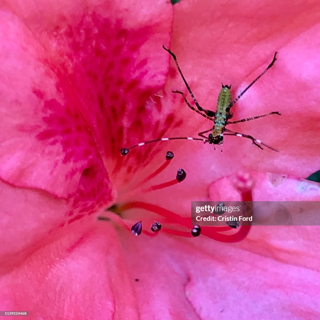 Azalea Insects Insect In Azalea Bloom High-Res Stock Photo - Getty Images
