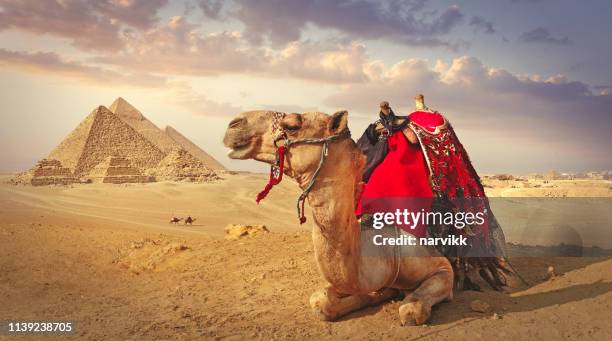 cammello e piramidi a giza - cammello foto e immagini stock